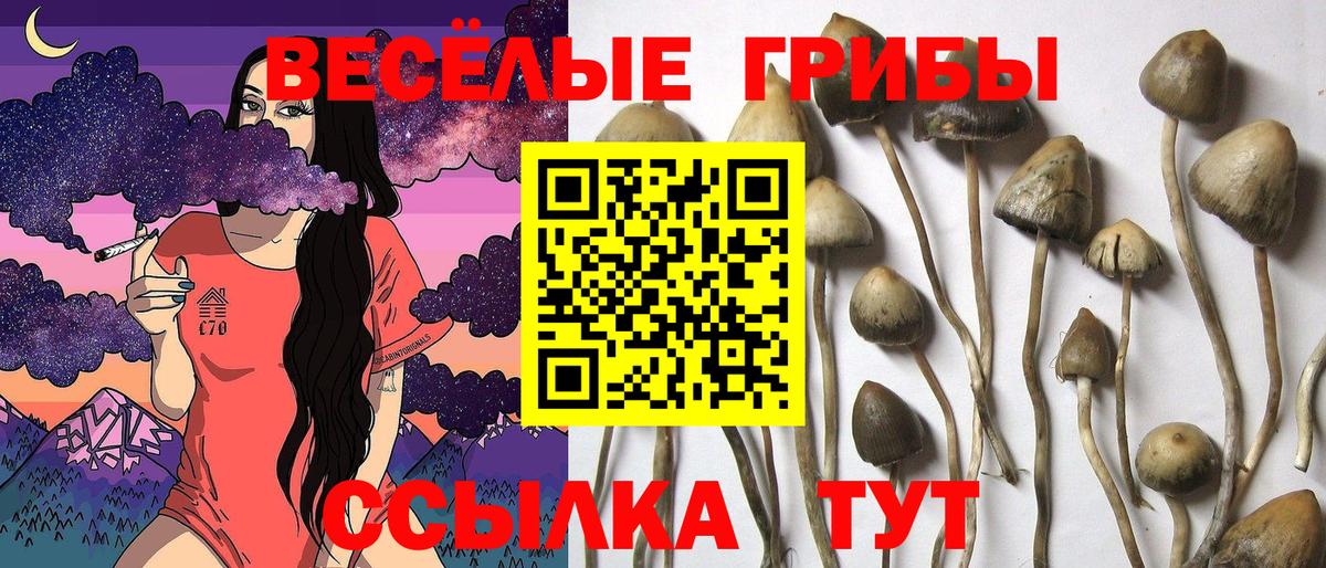 Псилоцибиновые грибы Psilocybe  Вход с VPN  Павловский Посад 